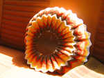 bilpute