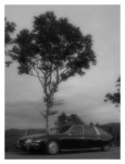 Tree600