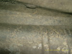 DSCI0099