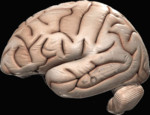 cxbrain