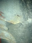 DSC00516