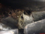 DSC00529