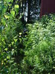DSC02379.JPG