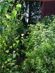 DSC02380.JPG